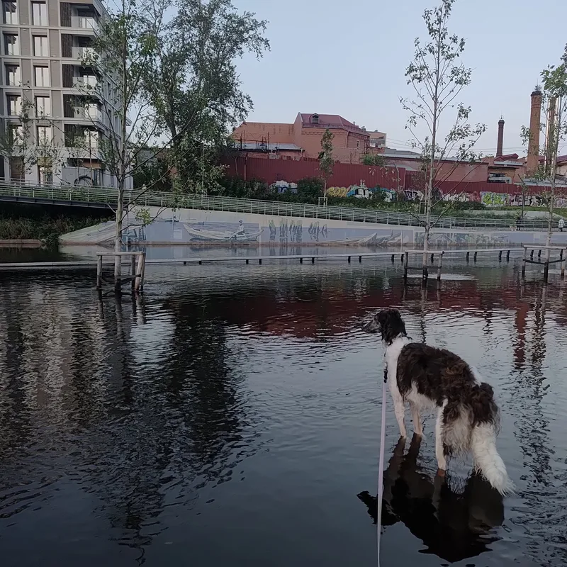 Вербена, фотография