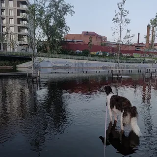 Домра, фотография