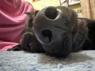 Джек, фотография