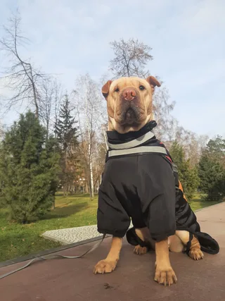 Шир, фотография