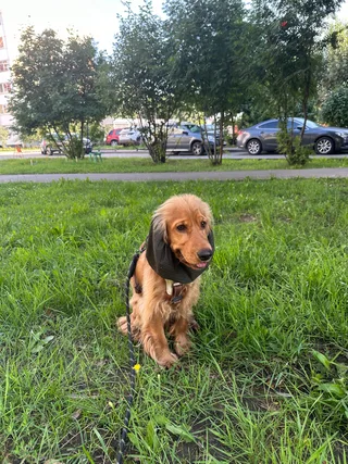 Оливер, фотография