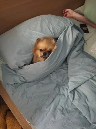 Сильвана, фотография