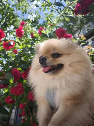 Сильвана, фотография