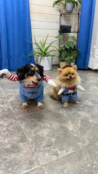 Тэдди, фотография