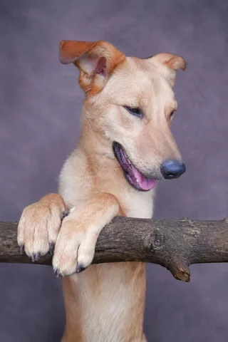 Даная, фотография