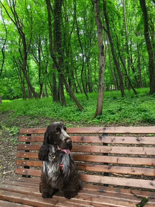 Джонни, фотография