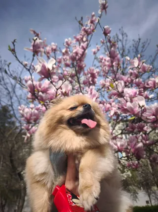 Сильвана, фотография