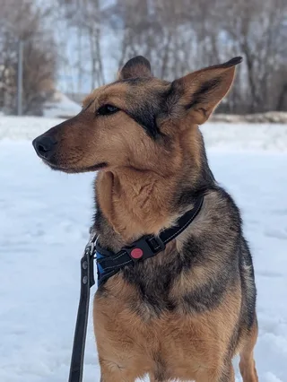 Стеффи, фотография