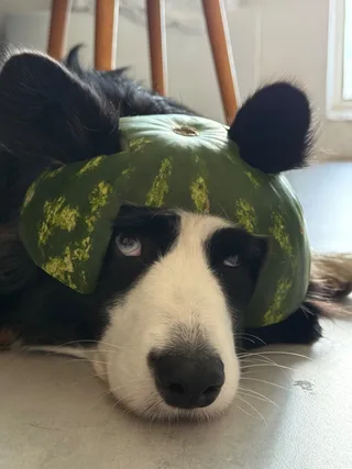 Зева, фотография