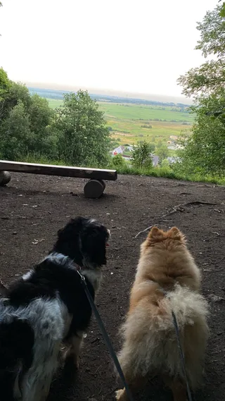 Тэдди, фотография