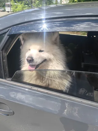Зевс, фотография
