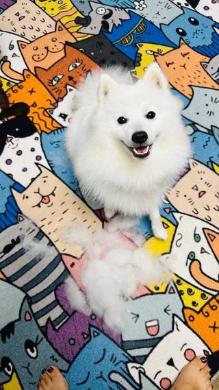 Умка, фотография