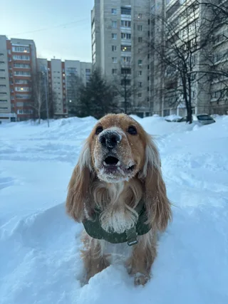 Ронни, фотография