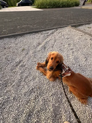 Оливер, фотография