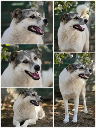 Линда, фотография