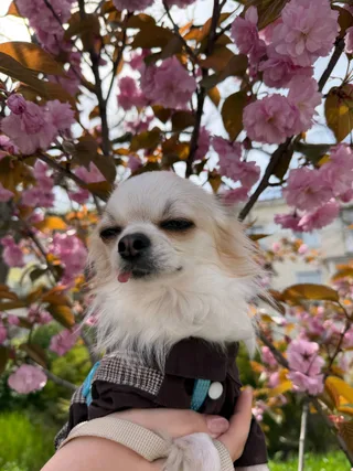 Филип, фотография