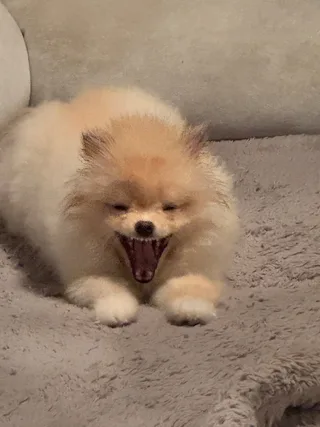 Локи, фотография