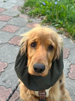 Оливер, фотография