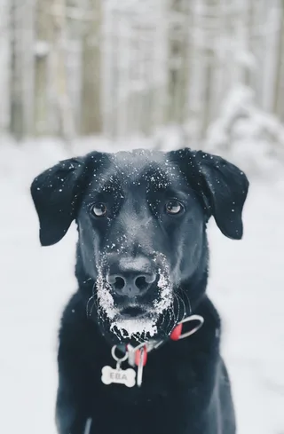 Ева, фотография