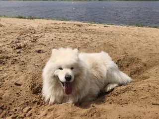 Зевс, фотография