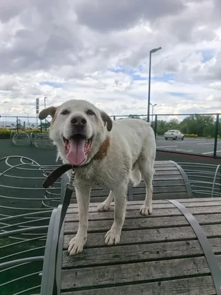 🐾Добрыня🐾, фотография