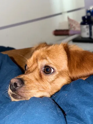 Маффин, фотография