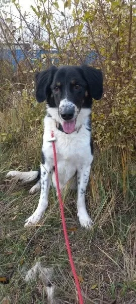 🐾Бим🐾, фотография