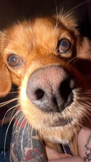 Маффин, фотография