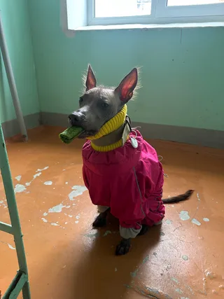 Дарла, фотография