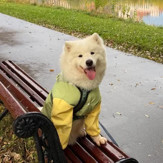 Кокос, фотография