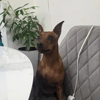 Джесси, фотография