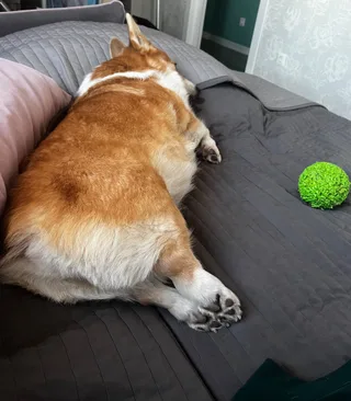 Карди, фотография