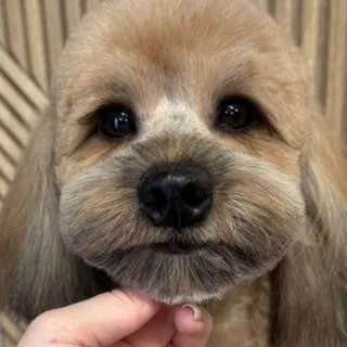 Тедди, фотография