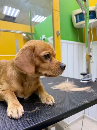 Маффин, фотография