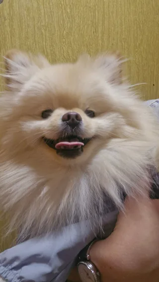 Боня, фотография
