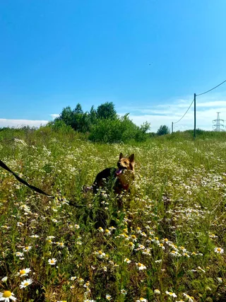 Шишка, фотография