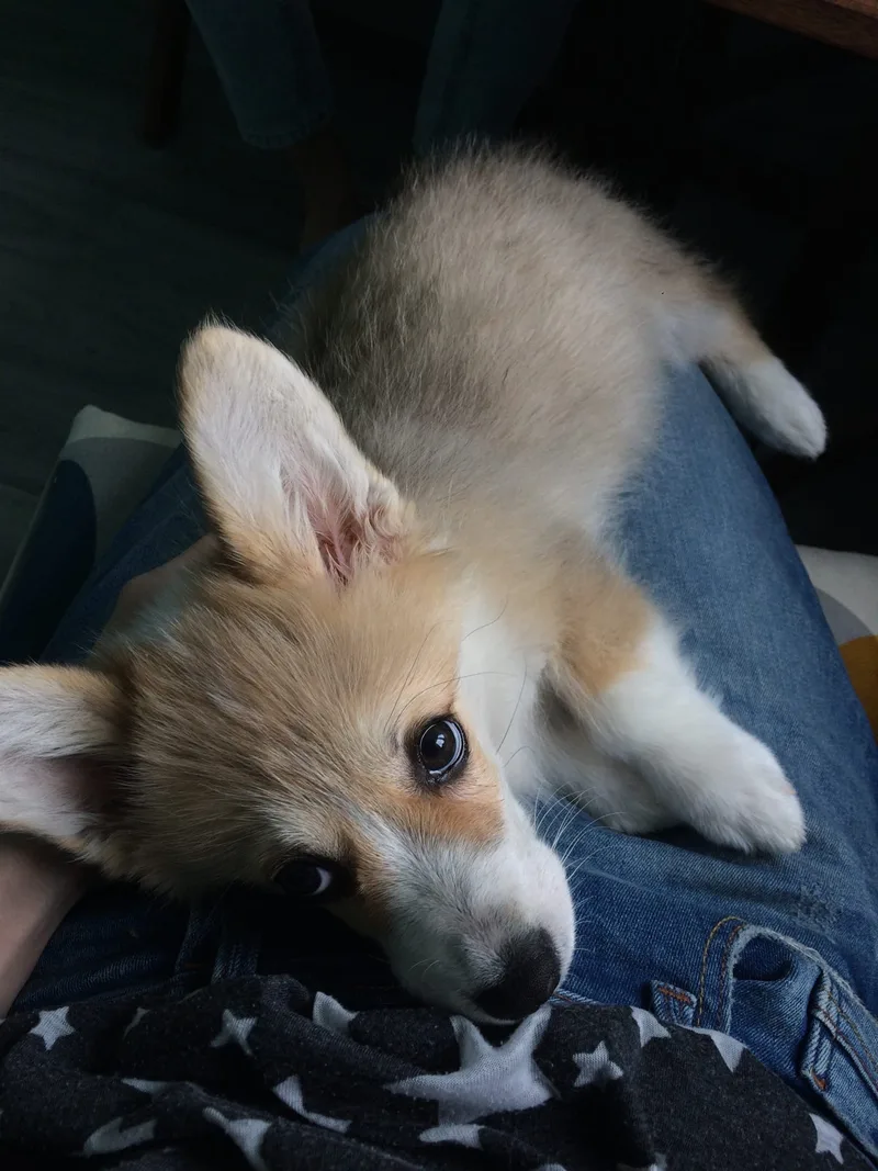 Ника, фотография