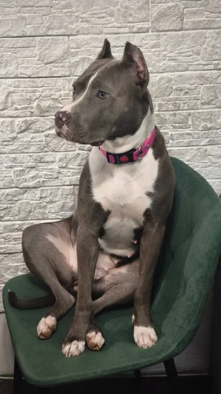 Молли, фотография