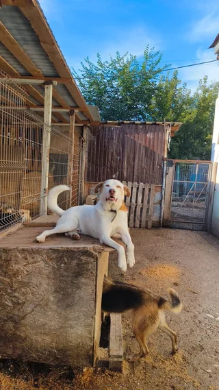 🐾Добрыня🐾, фотография