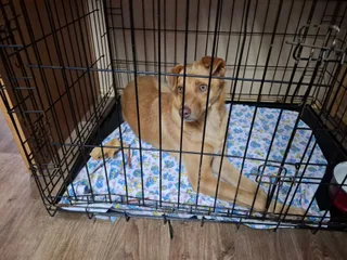 🐾Сэм🐾, фотография