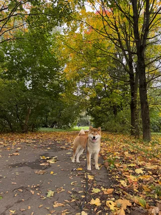 Тоги, фотография