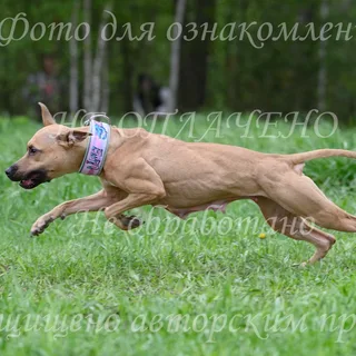 Бубочка, фотография