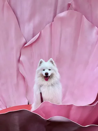 Виви, фотография