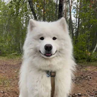Лаки, фотография