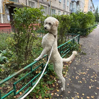Барри, фотография