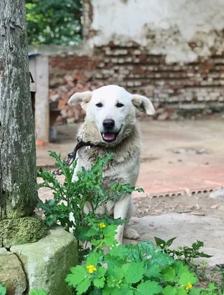 Сноу, фотография