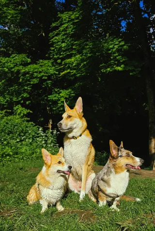 Бьерн, фотография