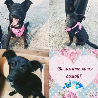🐾Кармен🐾, фотография