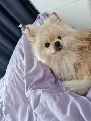 Боня, фотография