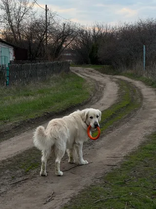 Oтис, фотография